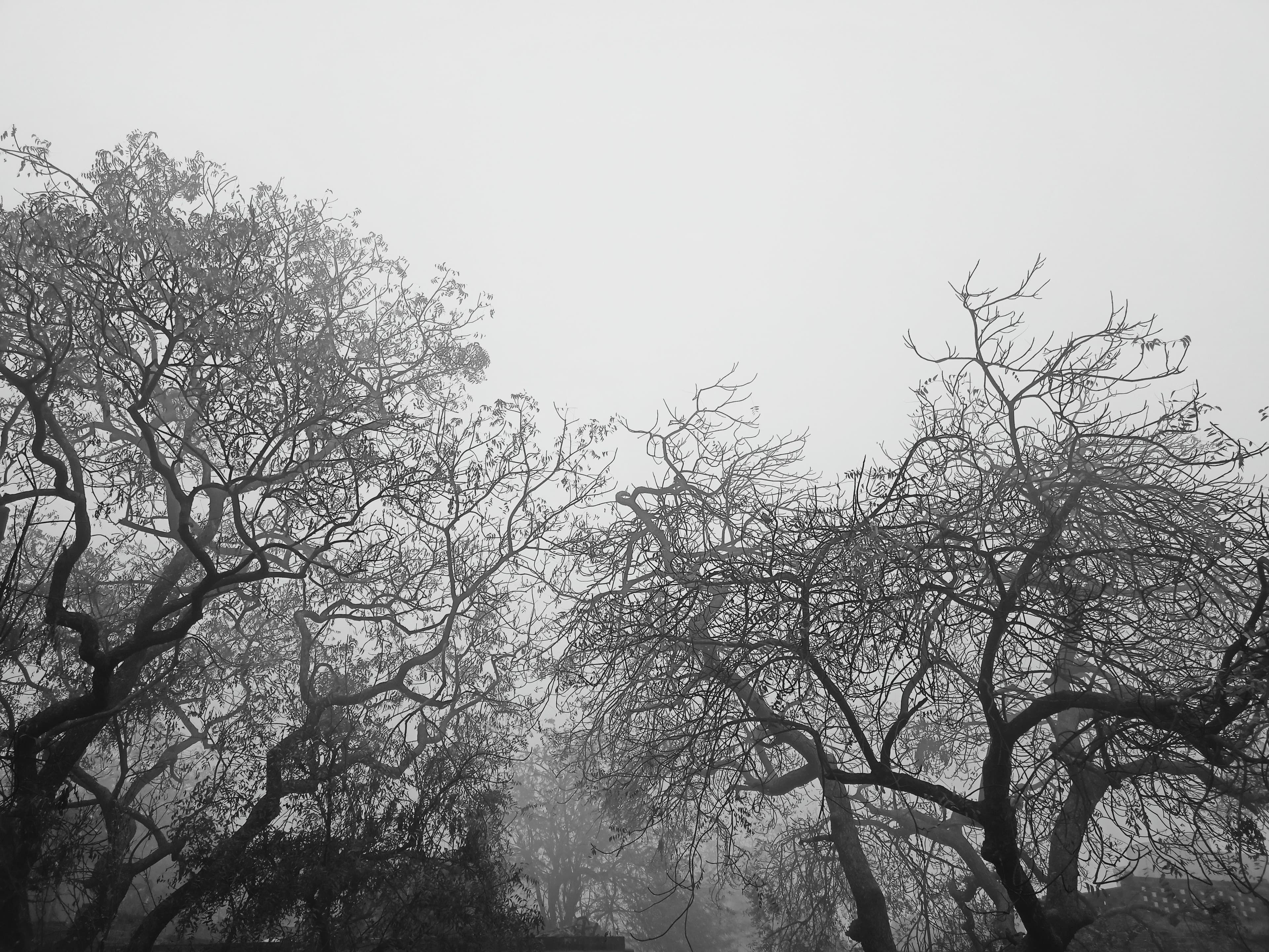 SCATTERED CLOUDS TREE
