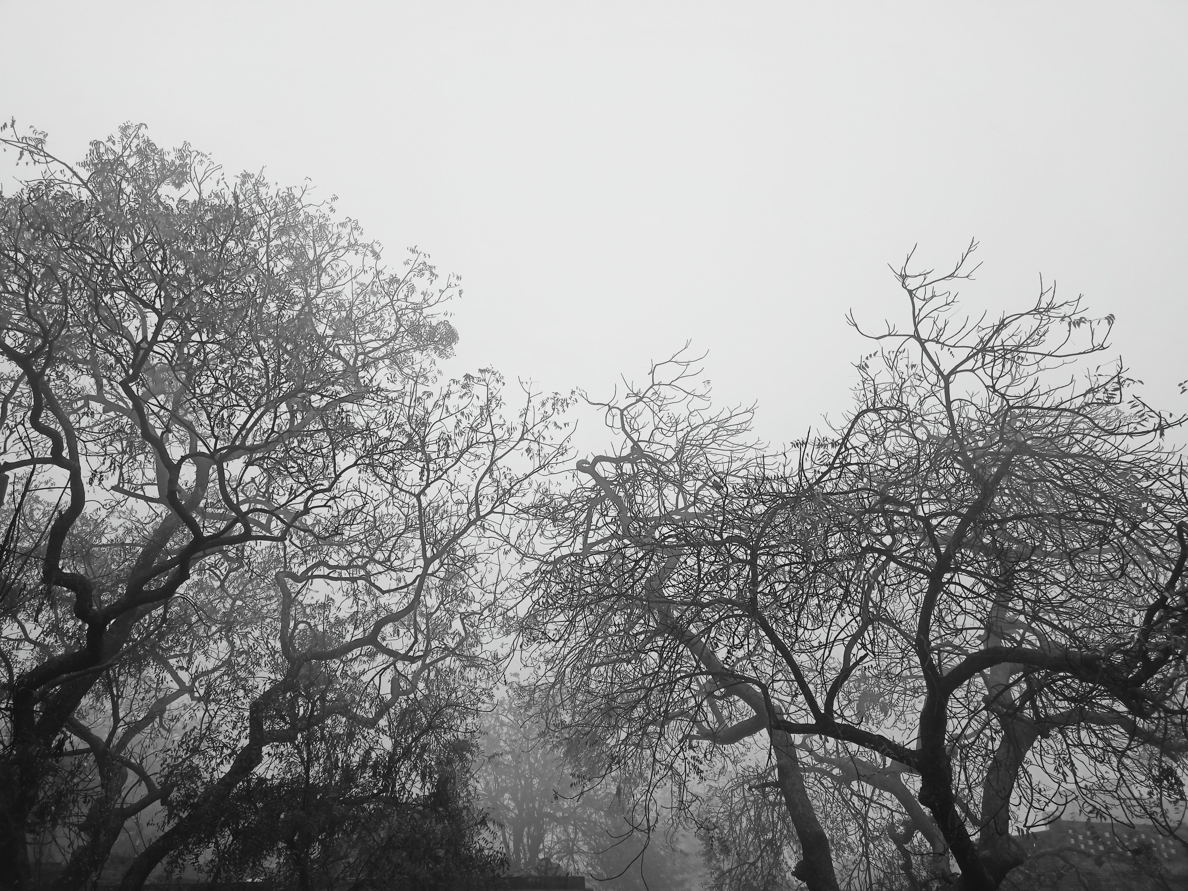 SCATTERED CLOUDS TREE