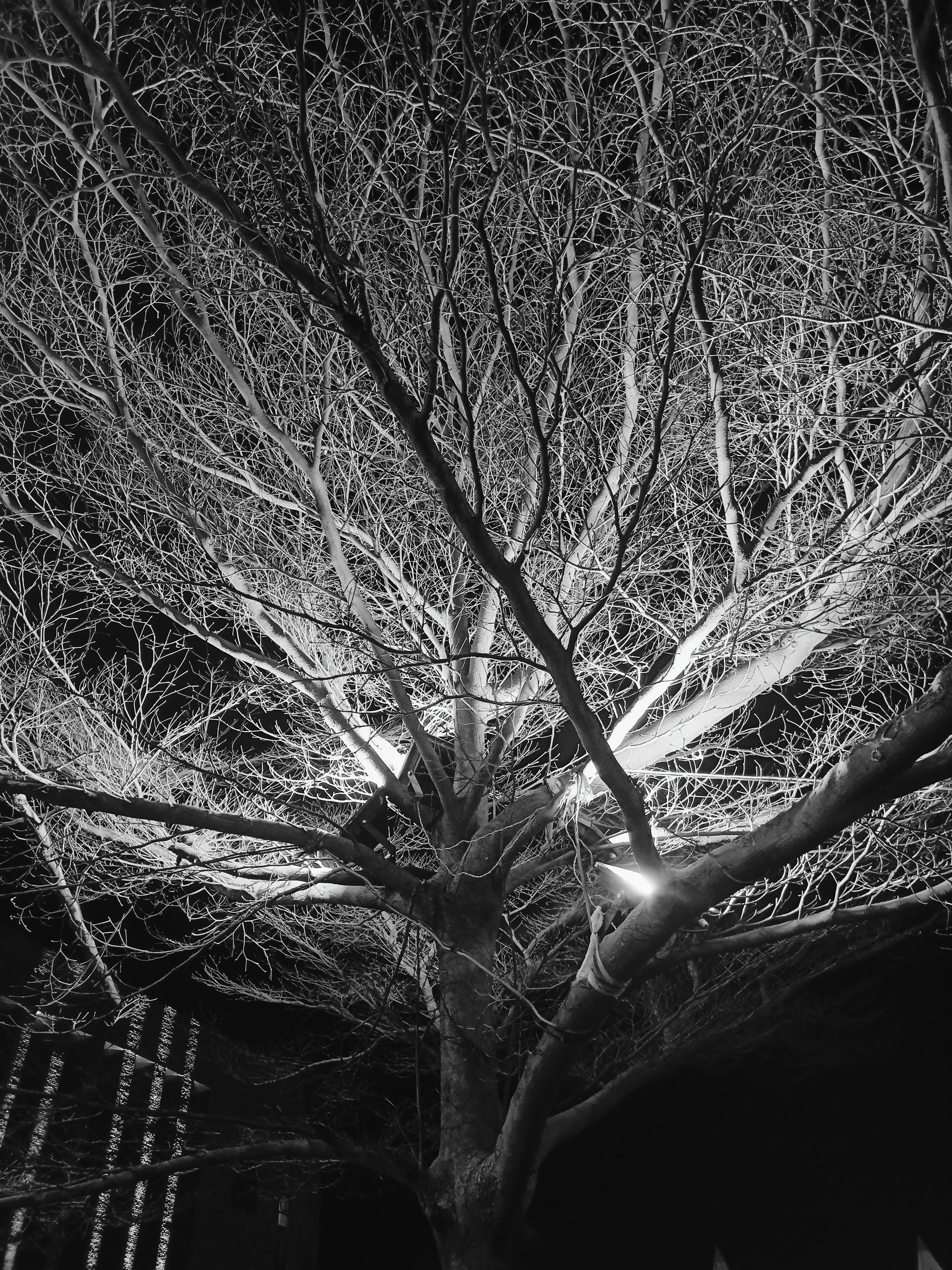 SKELETON TREE