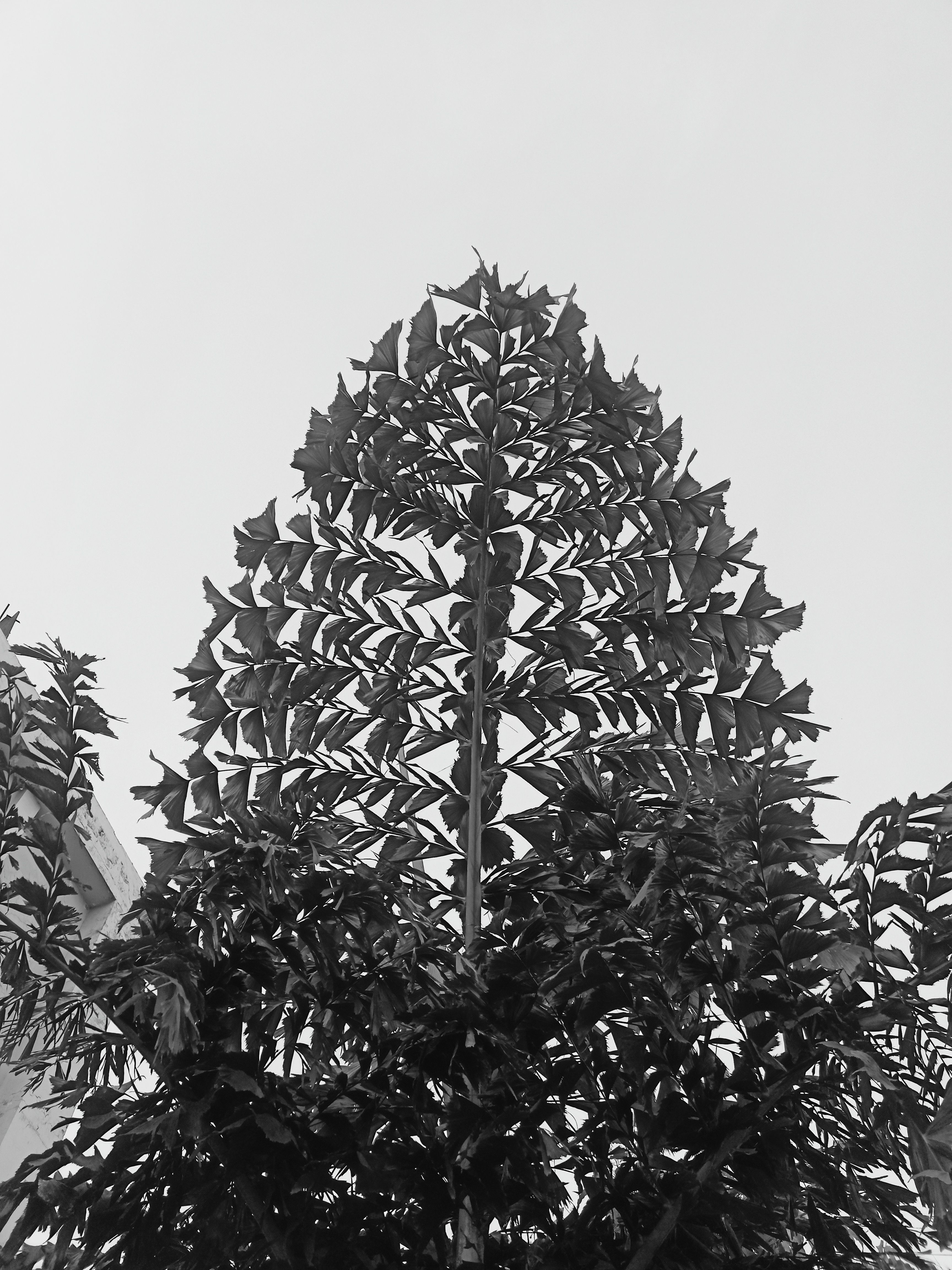 TREE DOM